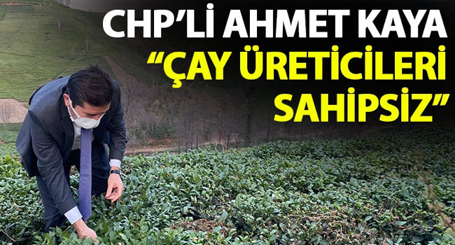 Çay üreticilerimizin derdi sahipsizlik