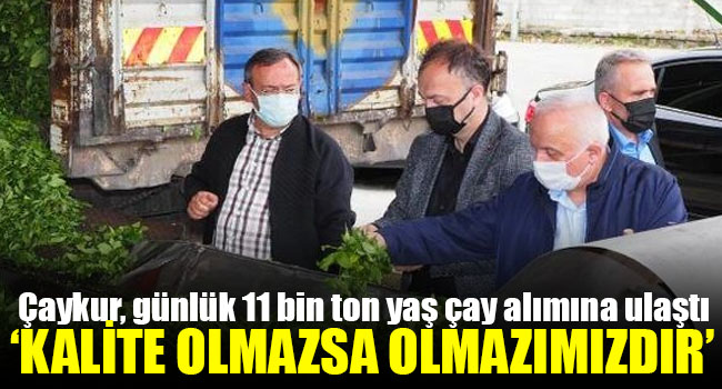 Çaykur, günlük 11 bin ton yaş çay alımına ulaştı
