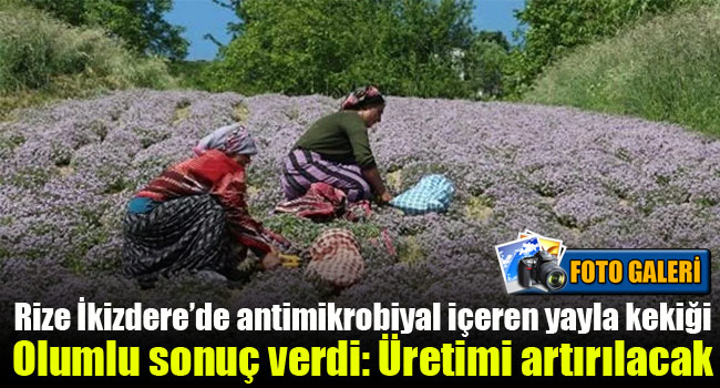 Rize İkizdere’de antimikrobiyal içeren yayla kekiği olumlu sonuç verdi: Üretimi artırılacak