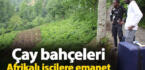 Çay bahçeleri bu yıl da Afrikalı işçilere emanet