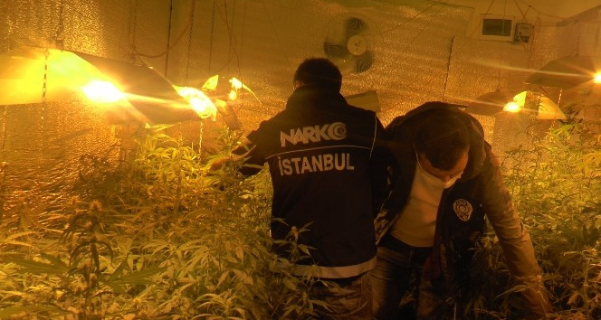 Beykoz’da 300 kök Hint keneviri ele geçirildi