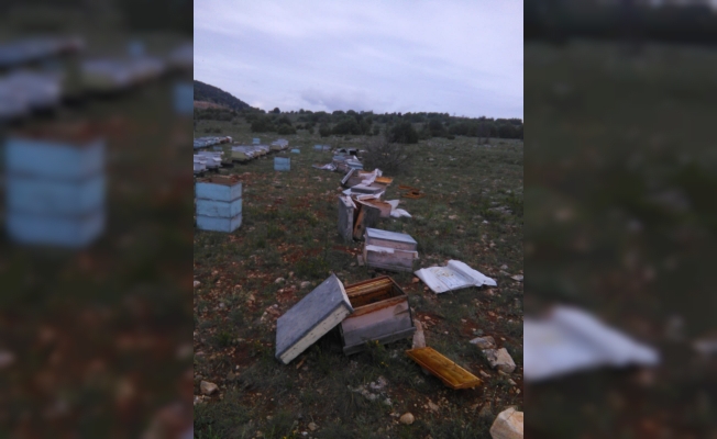 Çorum’da ayılar 60 arı kovanına zarar verdi