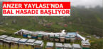 Anzer Yaylası’nda bal hasadı için hazırlıklar başladı