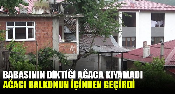 Babasının diktiği armut ağacını kesmeye kıyamadı, balkonun içerisinden geçirdi