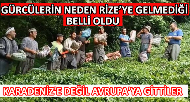 Gürcülerin neden Rize’ye gelmediği belli oldu