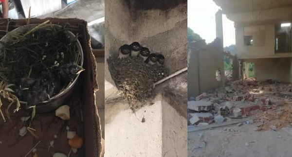 Pazar’da Kuş Yuvası Yıkımı Durdurdu