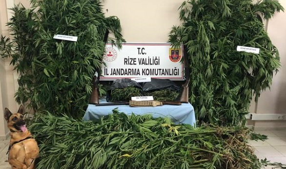 Rize’de 10 kilo 253 gram esrar ve bir miktar Hint keneviri bitkisi ele geçirildi