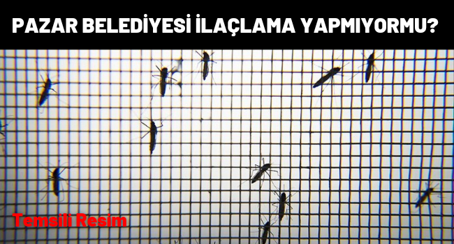 Pazar Belediyesi İlaçlama Yapmıyormu