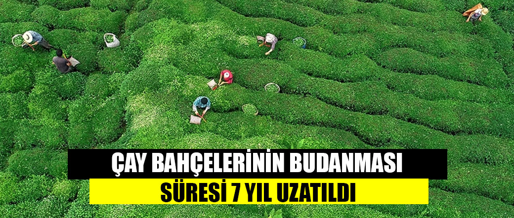 Çay bahçelerinin budanması projesinin süresi 7 yıl uzatıldı
