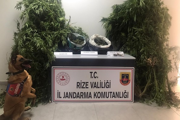 RİZE’DE YASA DIŞI KENEVİR ÜRETEN İKİ KİŞİ TUTUKLANDI