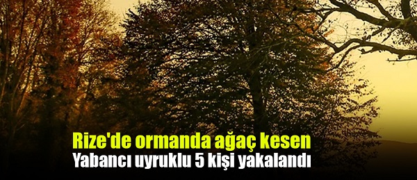 Rize’de ormanda ağaç kesen yabancı uyruklu 5 kişi yakalandı