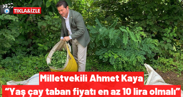 Milletvekili Ahmet Kaya “Yaş çay taban fiyatı en az 10 lira olmalı”