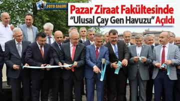 Pazar Ziraat Fakültesinde “Ulusal Çay Gen Havuzu” Açıldı