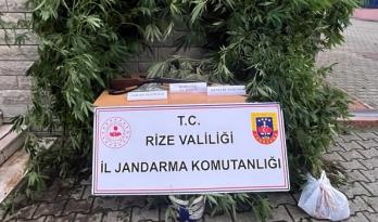 Çayeli ve Derepazarı’nda esrar, kenevir operasyonu