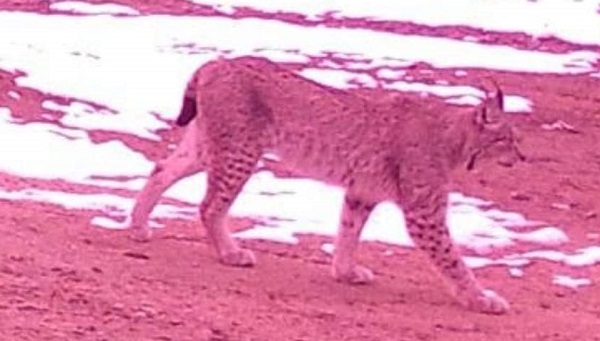 Rize’de vaşak görüntülendi