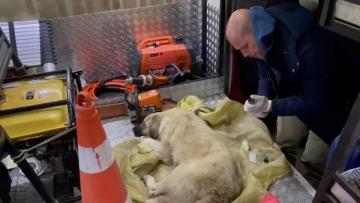 Araba çarpan sokak köpeğine olay yerinde müdahale