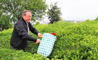ÇAYKUR’DA KONTENJANSIZ ÇAY ALIMLARI DEVAM EDİYOR
