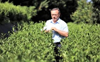 ÇAYKUR’DA 2.SÜRGÜN YAŞ ÇAY ALIMLARI KONTENJANSIZ VE LİMİTSİZ DEVAM EDİYOR