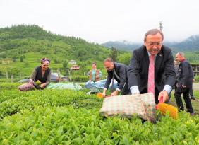 ÇAYKUR’DA İKİNCİ SÜRGÜN YAŞ ÇAY ALIMLARI BAŞLADI