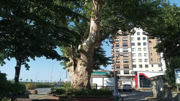 Rize merkezdeki 310 yıllık tescilli anıt ağacı fark ettiniz mi ?