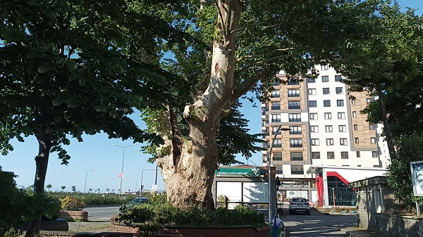 Rize merkezdeki 310 yıllık tescilli anıt ağacı fark ettiniz mi ?