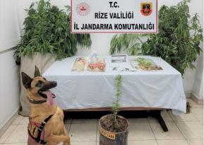 RİZE İL JANDARMADAN BAŞARILI OPERASYONLAR